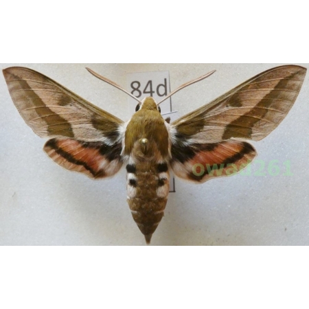 Hyles euphorbiae (Linnaeus, 1758) Hungaria 66mm84d